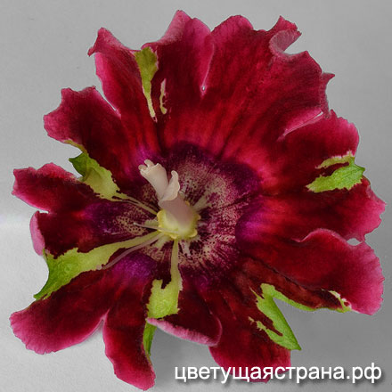 Цвет-Заряд-Бодрости4.jpg