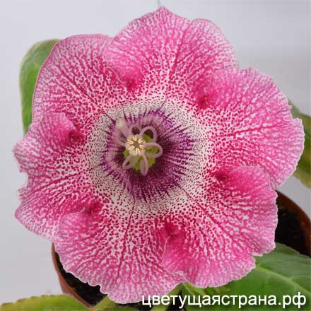 Цвет-Марья-Искусница1.jpg