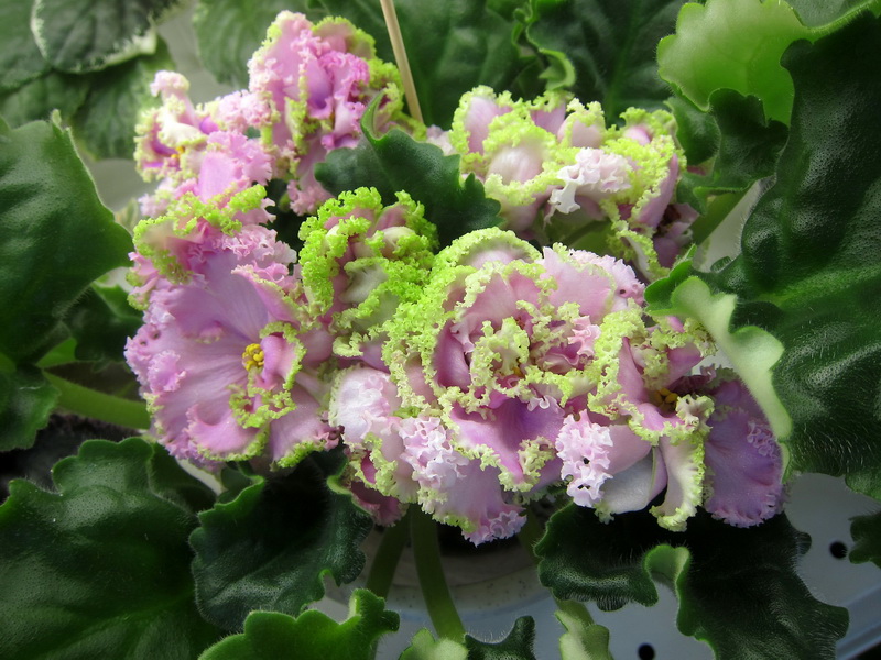 Данилина ЛЕ-Денди Pink.JPG