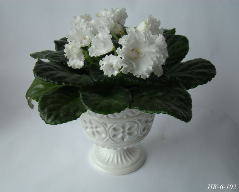 DSC01747.JPG