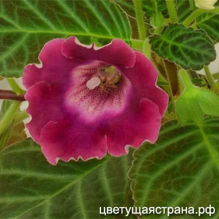 Звонкие-Колокольчики-нов2.jpg