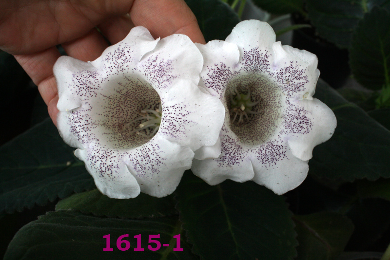 IMG_1258 copy.jpg