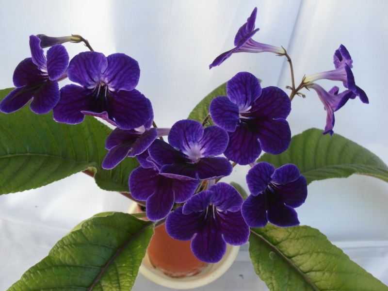 Fleischle Targa    (Fleischle)