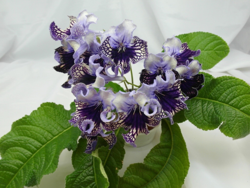 Harlequin Lace (Dibley)