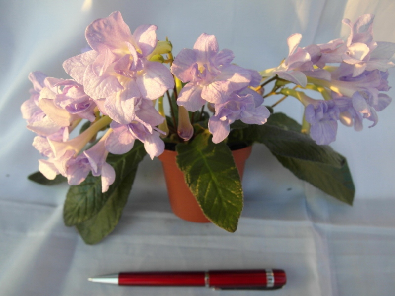 Heartland's Petticoat'  (D. Martens)(на солнышке)