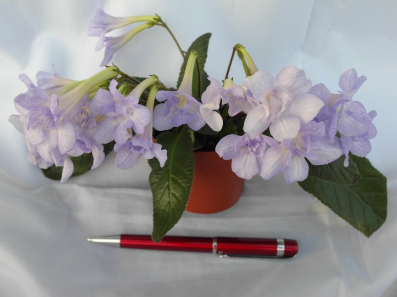 Heartland's Petticoat'  (D. Martens)