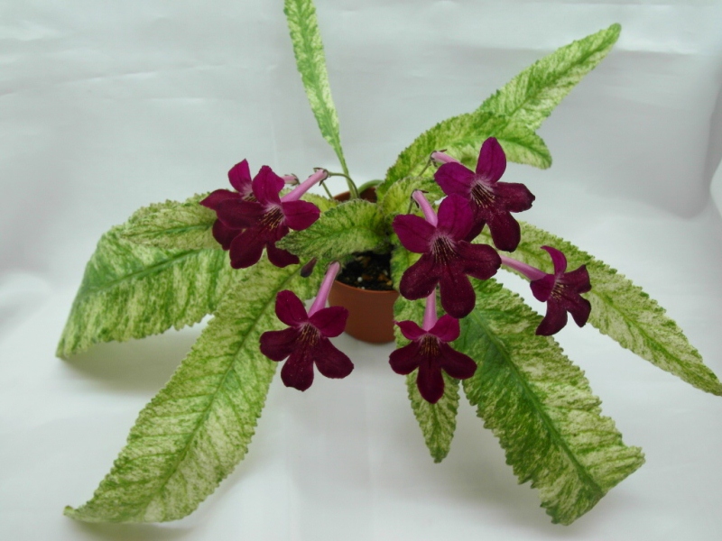 Dale's Polar Lava (D. Martens)