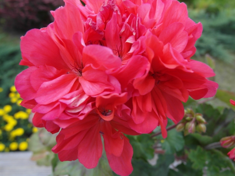 Карлик Brookside Flamenco.