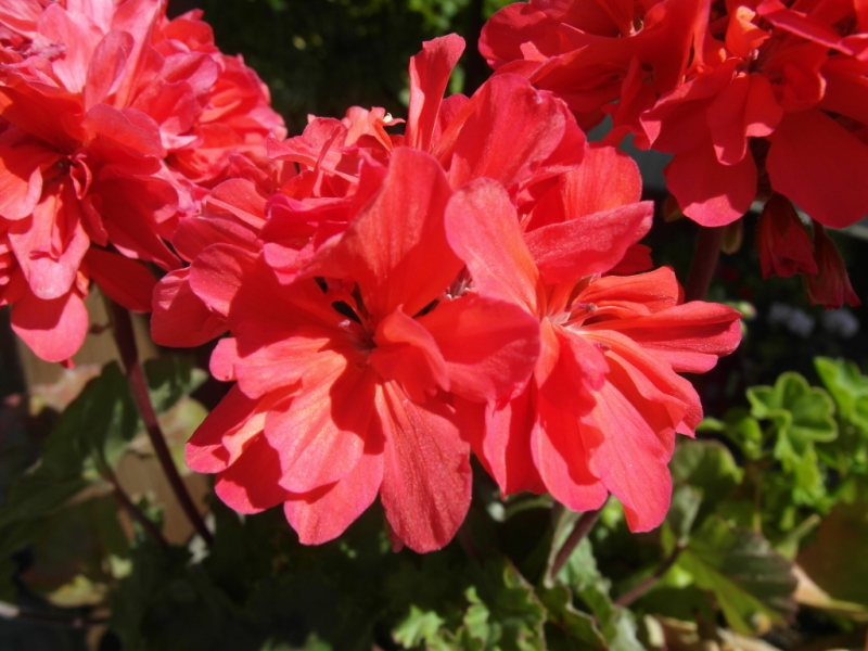 Карлик Brookside Flamenco.