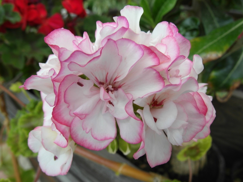Picotee Pink.