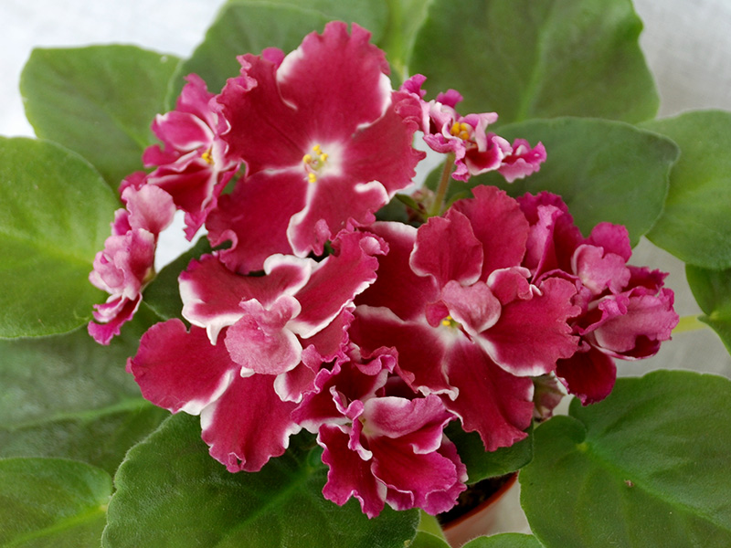 Морозная Вишня (Морев)