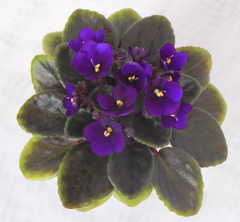 Optimara Little Inca.jpg