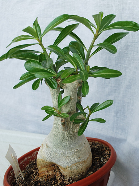 Adenium Obesum Desert Rose ALOHA