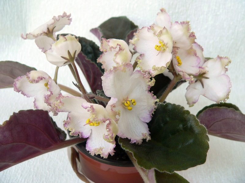 Dn-002_865.JPG