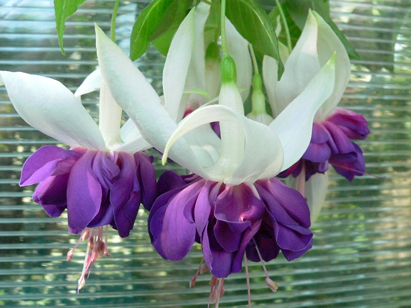 Deep Purple 2.JPG