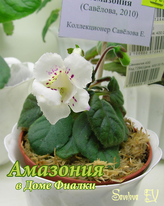 amazonija__84k.jpg