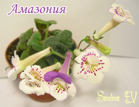 Амазония-470pi.jpg