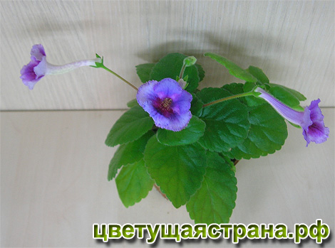 Цвет-Кружевница-общ470+.jpg
