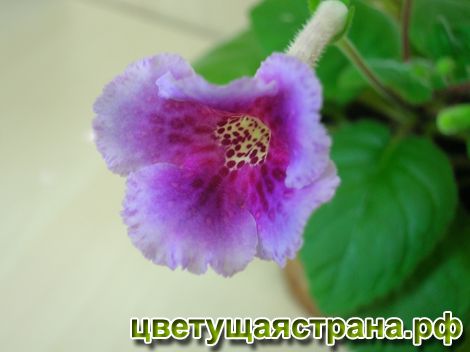 Цвет-Кружевница-470+.jpg