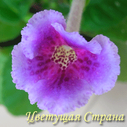 Цвет-Кружевница-осн-250.gif