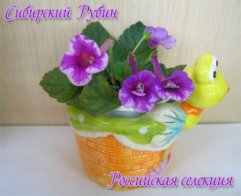 Сибирский-Рубин.jpg