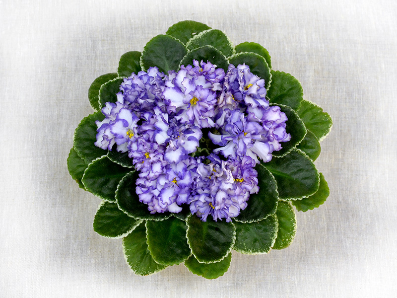 ЛЕ-Фрейя (Е.Лебецкая). Колл.О.Стуленкова.jpg