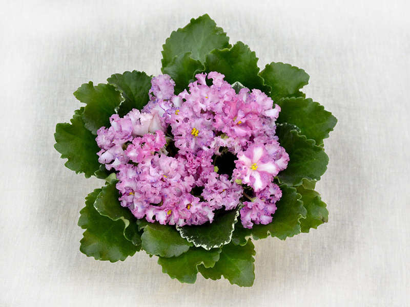 ЛЕ-Тристан (Е.Лебецкая). Колл.О.Прядкина.jpg