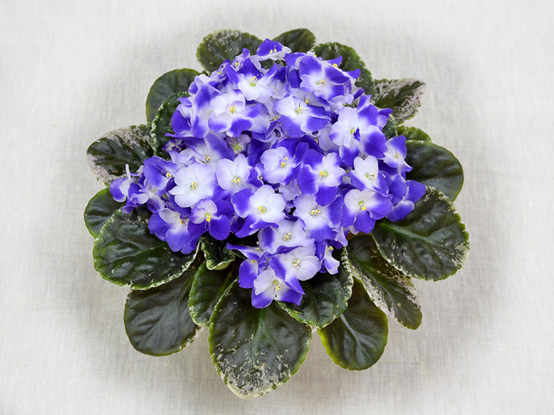 Park Avenue Blue (LLG-Sorano). Колл.О.Стуленкова.jpg