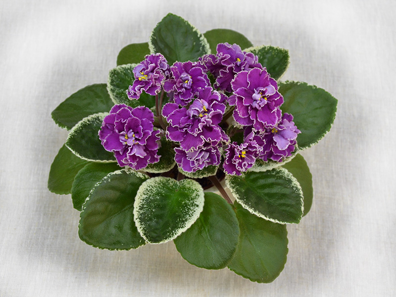 ЛЕ-Оксана (Е.Лебецкая). Колл.Н.Дорофеев.jpg