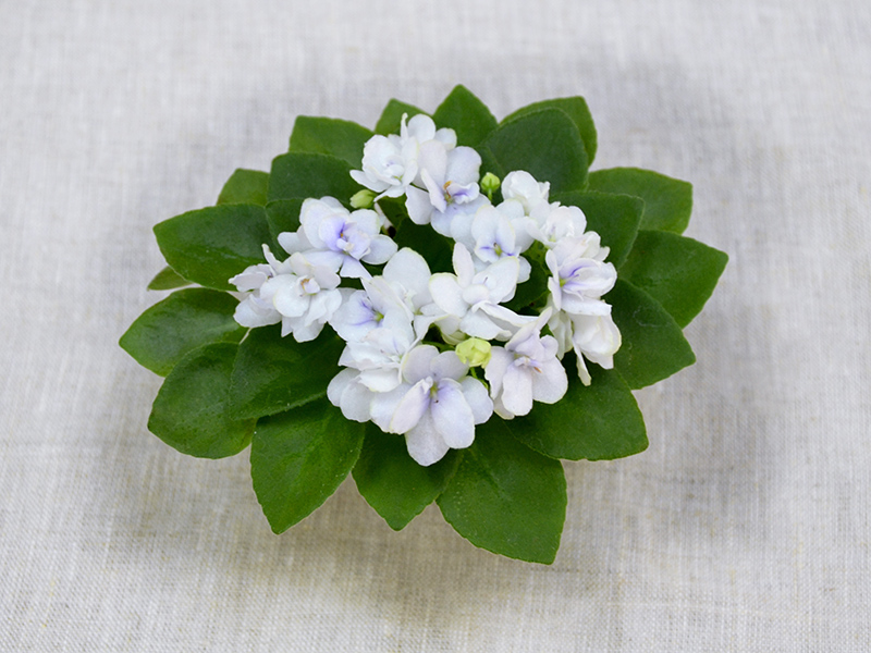 Honey Blue Ace (H. Pittman). Колл.Н.Дорофеев.jpg