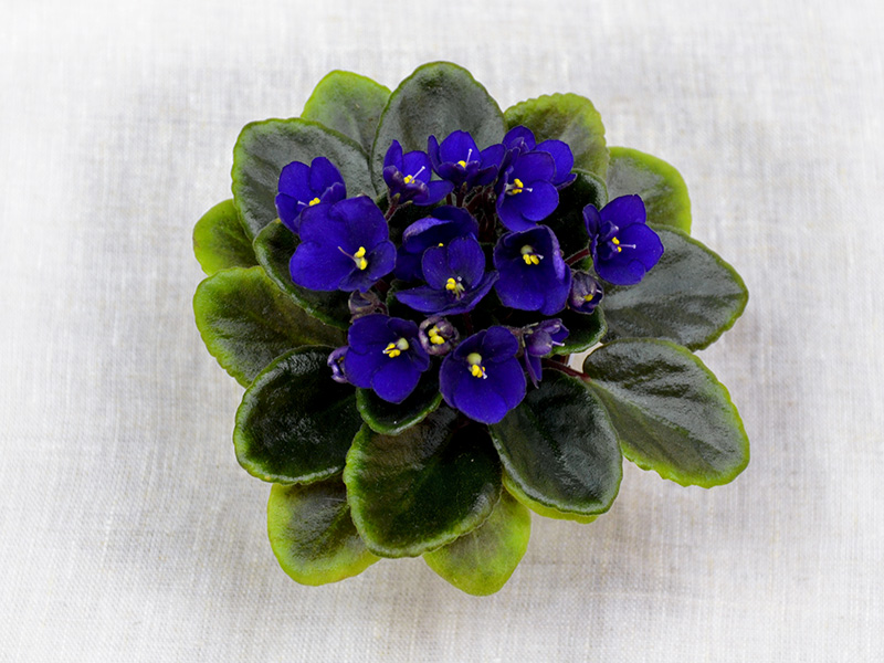 Optimara Little Inca (Holtkamp). Колл.О.Стуленкова.jpg