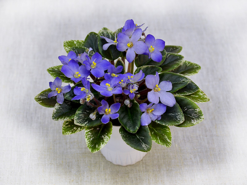 Shirl's Blue Eyes (S. Sanders). Колл.О.Стуленкова.jpg