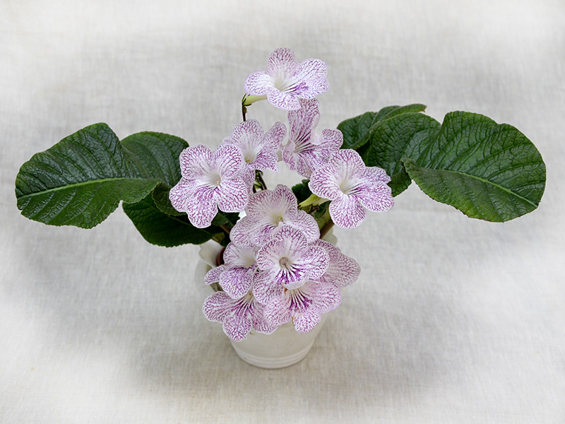 UA Веснянки ( Склярова Ю.). Колл.Е.Павлова.jpg