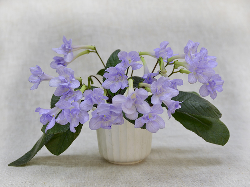 Heartland`s Petticoat (D.Martens). Колл.Е.Павлова.jpg