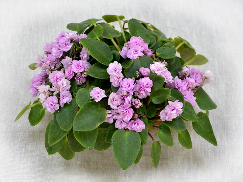 Chanta-Iana. Колл.Е.Петрова.jpg