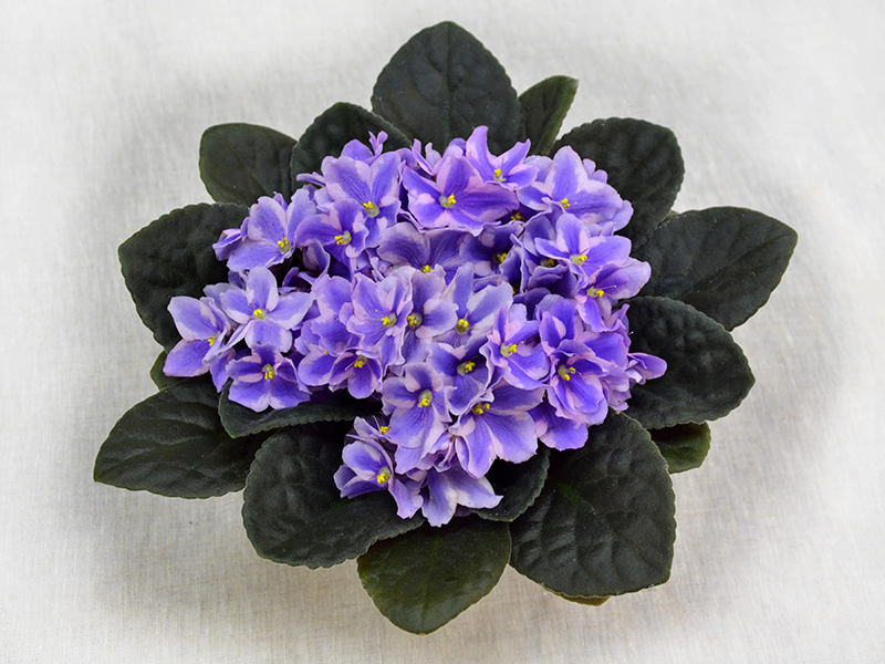 Tineke (Humako). Колл.О.Стуленкова.jpg