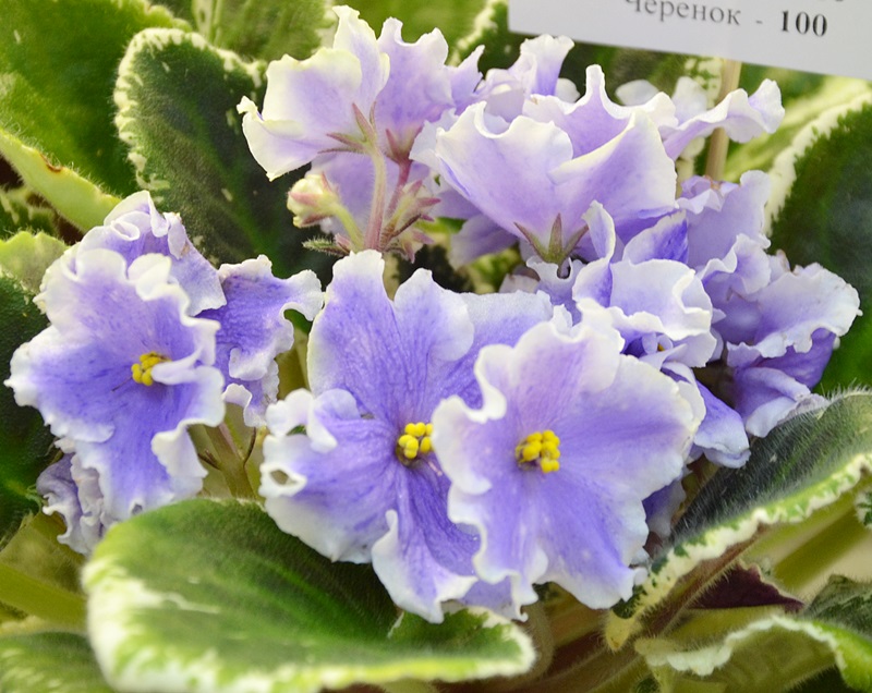 Ma`s Lavender Prince Киселева.JPG