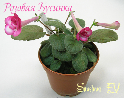 rozovaja-businka_127k.jpg