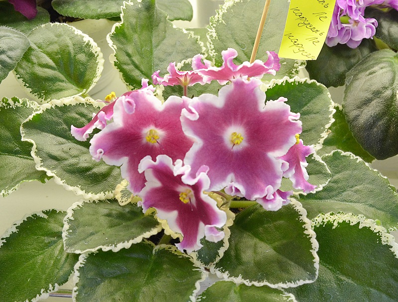 ЛЕ - Карусель Стуленкова.JPG