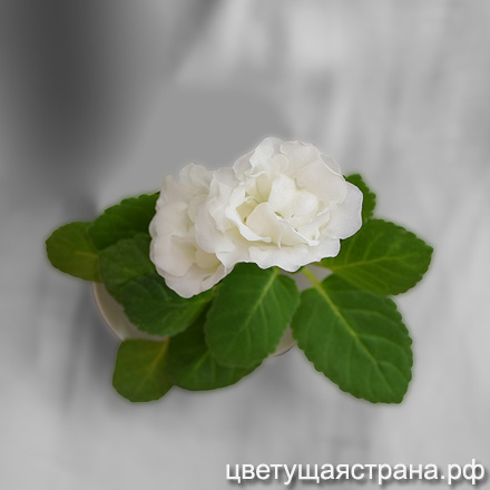 Морозное-Утро-н7-440.jpg