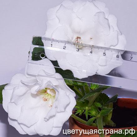 Морозное-Утро-н3-440.jpg