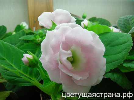 Чистая-Душа-н1а-440.jpg