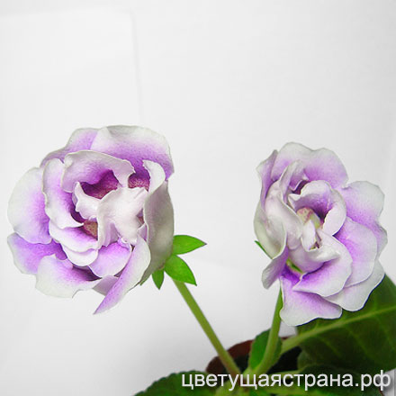 Лазурный-Берег-н1-440.jpg