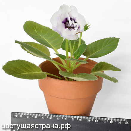 Лазурный-Берег-н2-440.jpg