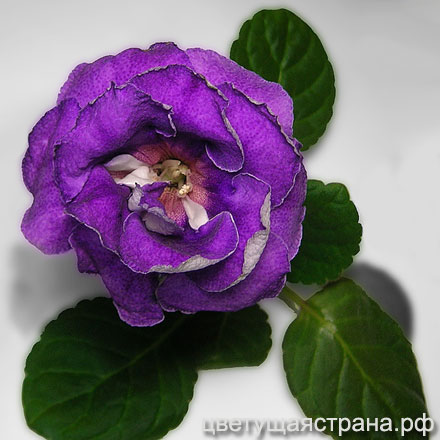 Цвет-Роза-Аргентины-н3-440.jpg