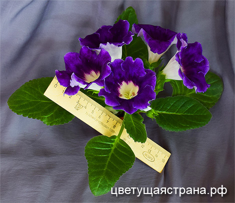 Цвет-Маленький-Принц.jpg