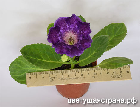 Цвет-Марианский-Желоб-нов1.jpg