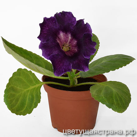 Цвет-Марианский-Желоб-3-440.jpg