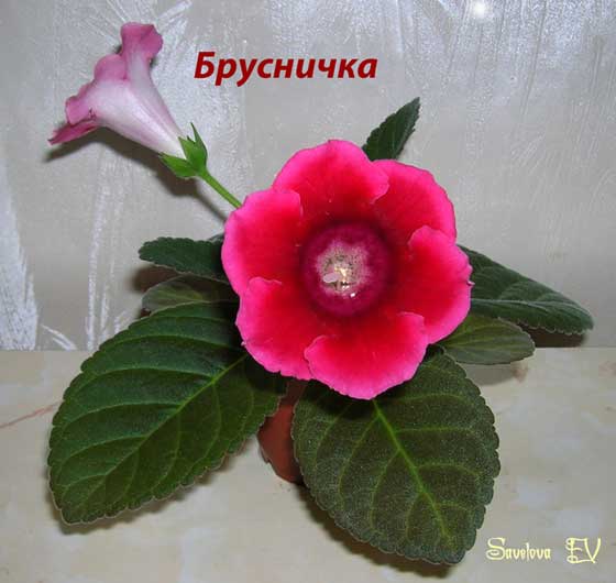 брусничка_26K.jpg