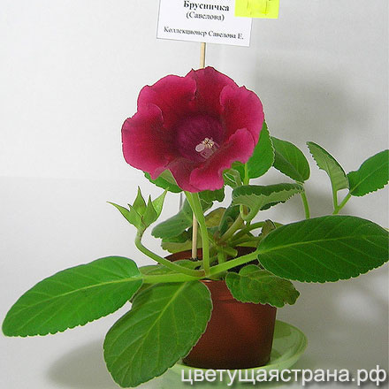 Брусничка-н2-440.jpg